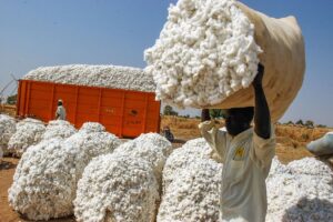 jad20240116-gfcameroun-eco-sodecoton