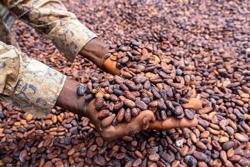 1212-21486-cacao-le-kilogramme-de-feves-atteint-4-250-fcfa-au-cours-d-une-operation-de-vente-groupee-a-bertoua_L