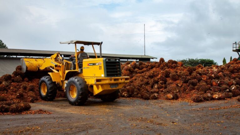 Un-ouvrier-de-Olam-au-milieu-des-regime-de-palme