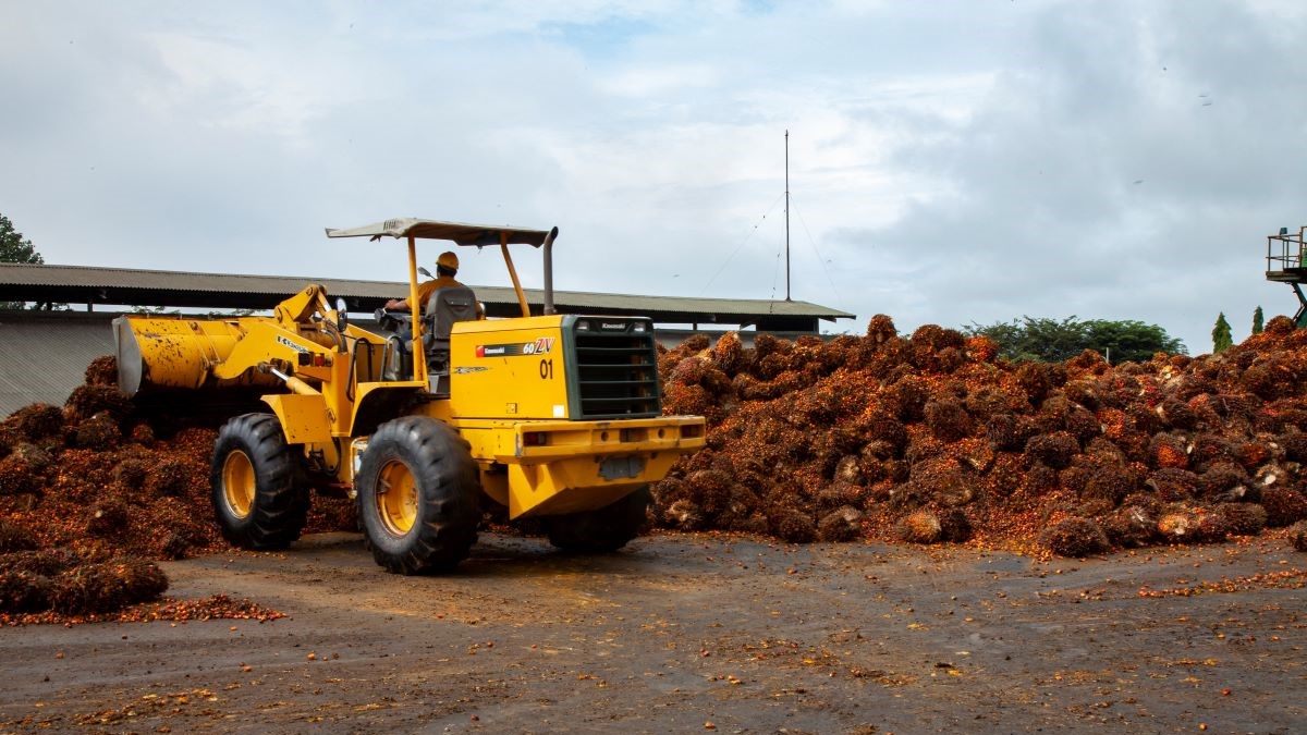 Un-ouvrier-de-Olam-au-milieu-des-regime-de-palme