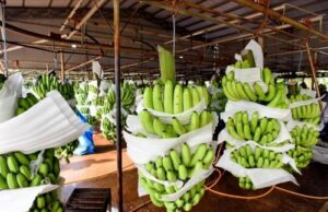 1405-22017-bananes-les-exportations-du-cameroun-stagnent-en-avril-2025-malgre-l-embellie-a-la-cdc-30-et-a-la-cdbm-42_L