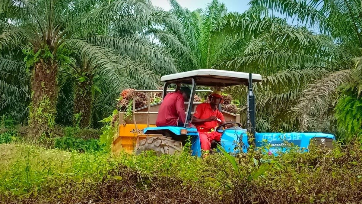 Une-plantation-de-la-Socapalm