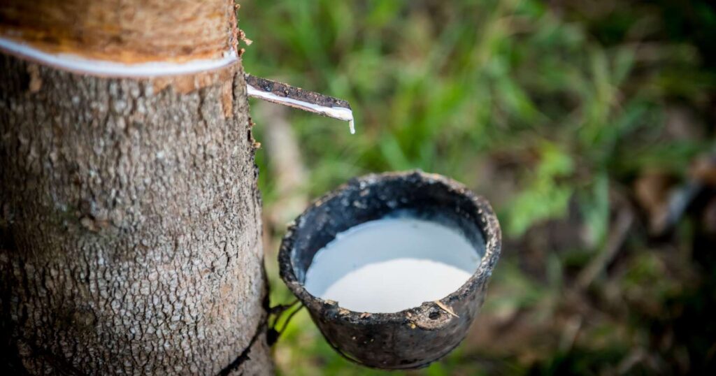 Une-plantation-dhevea