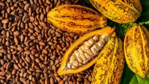 Cacao 2