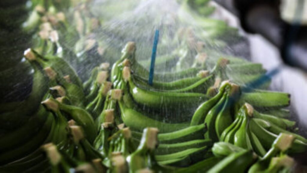 exportatons-de-banaces