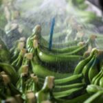 exportatons-de-banaces