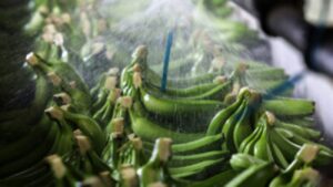 exportatons-de-banaces