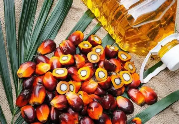 Huile de Palm