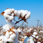 Branch of ripe cotton on the cotton field, Uzbekistan