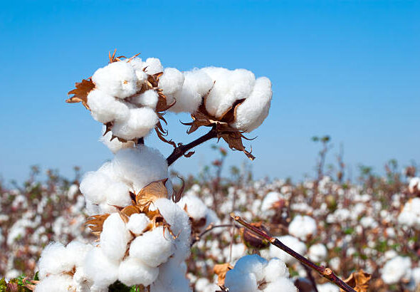 Branch of ripe cotton on the cotton field, Uzbekistan