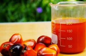 huile de palme 2