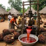 Production huile de palme