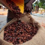 A worker fills a sack with cocoa beans as he prepares to gather unsold stocks of cocoa at the warehouse of Sekou Dagnogo, an independent cocoa buyer, in Fengolo