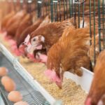 Ferme avicole intégrée