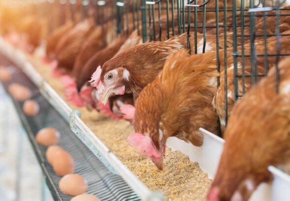 Ferme avicole intégrée