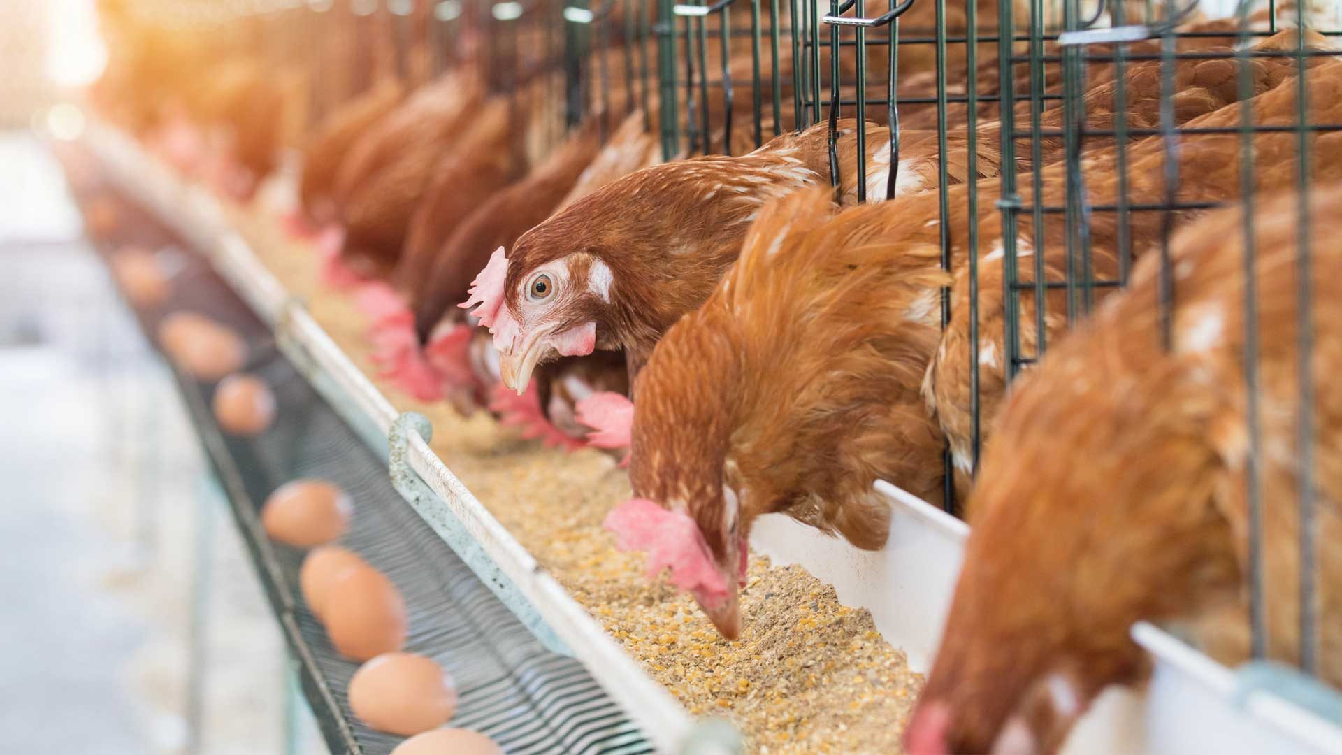 Ferme avicole intégrée