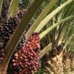 plantation palmier