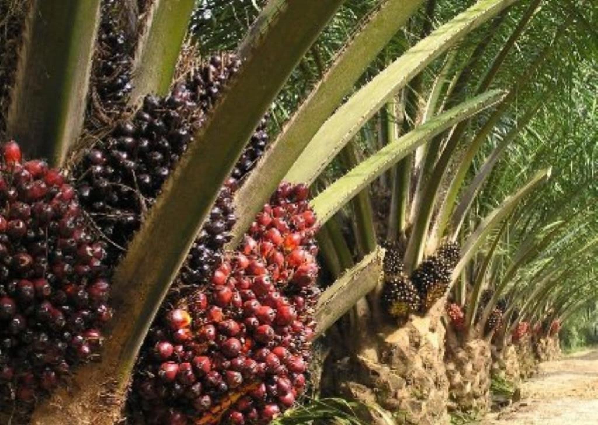 plantation palmier