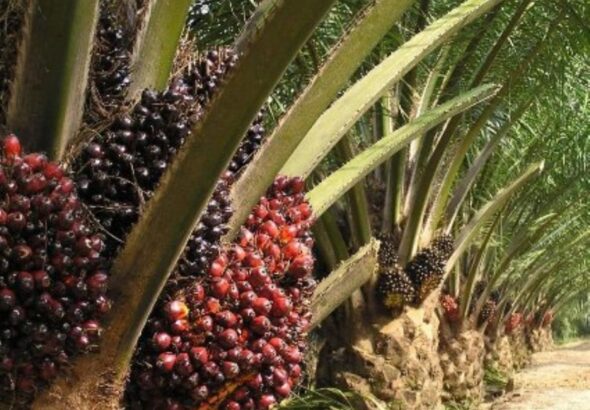 plantation palmier