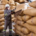 Au Cameroun, la campagne cacaoyère 2025-2026 s’est achevée le 15 juillet 2026 sur un bilan contrasté.