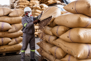 Au Cameroun, la campagne cacaoyère 2025-2026 s’est achevée le 15 juillet 2026 sur un bilan contrasté.