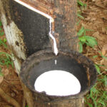 Hevecam sollicite le renforcement de la sécurité de son complexe agro-industriel de Niété, dans le Sud du Cameroun.