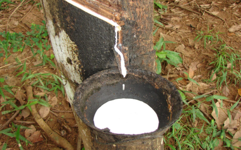 Hevecam sollicite le renforcement de la sécurité de son complexe agro-industriel de Niété, dans le Sud du Cameroun.