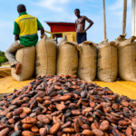 Des cabosses de cacao récoltées dans une plantation au Cameroun, illustrant la hausse du prix de référence CAF à 3 654 FCFA le kilogramme au lancement de la campagne cacaoyère 2026-2027.