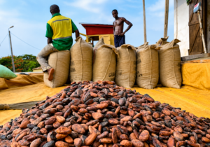 Des cabosses de cacao récoltées dans une plantation au Cameroun, illustrant la hausse du prix de référence CAF à 3 654 FCFA le kilogramme au lancement de la campagne cacaoyère 2026-2027.
