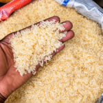 Le Cameroun et AfricaRice lancent un programme de 246,7 millions de FCFA pour renforcer la filière rizicole.
