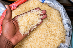 Le Cameroun et AfricaRice lancent un programme de 246,7 millions de FCFA pour renforcer la filière rizicole.