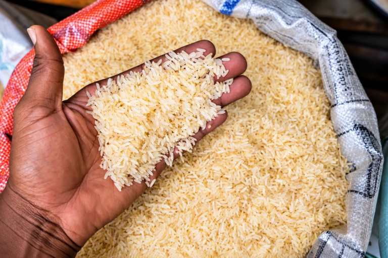 Le Cameroun et AfricaRice lancent un programme de 246,7 millions de FCFA pour renforcer la filière rizicole.