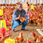 Société d’agriculture et d’élevage du Gabon (SAEG) placée sous administration provisoire pour 90 jours après l’échec de sa dissolution, afin de protéger ses actifs et d’examiner sa situation financière.